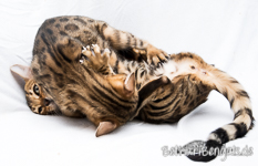Bengalkatzen Züchter
